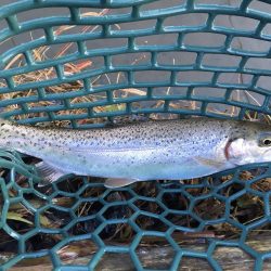 久々の管理釣り場